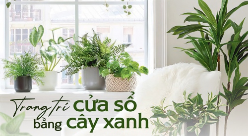 [Gợi ý] 6 cách trang trí cửa sổ bằng cây xanh đẹp đến bất...