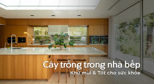 Top 16 loại cây trồng trong nhà bếp - Khử mùi, trang trí, tốt cho...