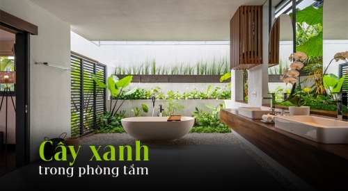 [TOP 13] Cây xanh trong phòng tắm đẹp, thanh lọc không khí và khử...